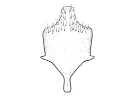  Anthidium oblongatum  male, diagram showing ventral view of eighth sternum (S8), diagram from Gonzalez and Griswold 2013 
